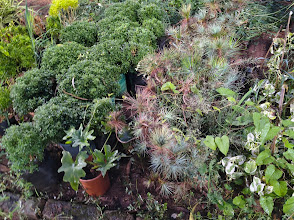 Essential Guide to Growing Succulents and Air Plants Indoors!